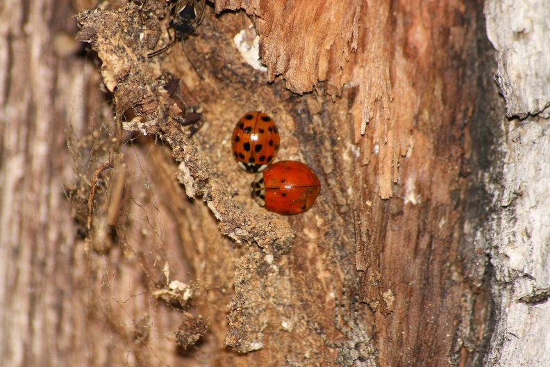 Harmonia axyridis